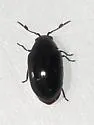Calymmaderus nitidus - photo 2