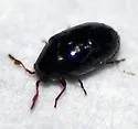 Calymmaderus nitidus - photo 3