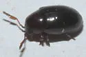 Calymmaderus nitidus - photo 4