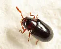 Calymmaderus nitidus - photo 5