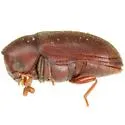 Calymmaderus obsoletus - photo 3