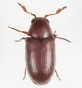 Calymmaderus obsoletus - photo 4