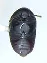 Calymmaderus punctulatus - photo 2