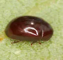 Calymmaderus punctulatus - photo 3