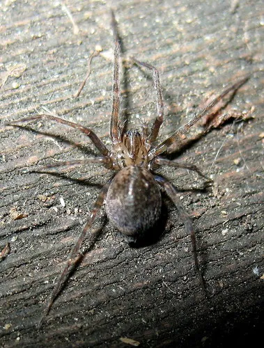 Calymmaria californica