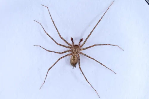 Calymmaria californica - photo 2