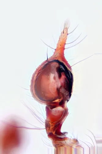 Calymmaria californica - photo 3