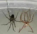 Calymmaria emertoni - photo 2