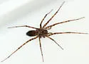 Calymmaria emertoni - photo 3
