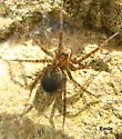 Calymmaria monicae