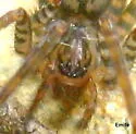 Calymmaria monicae - photo 2