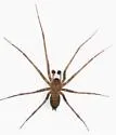 Calymmaria nana