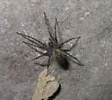 Calymmaria persica