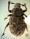 Calyptillus cryptops - Calyptillus cryptops