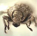 Calyptillus cryptops - photo 2