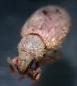 Calyptillus cryptops - photo 3