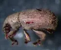 Calyptillus cryptops - photo 4