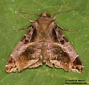 Calyptis cf-idonea - Hodges#8644.5