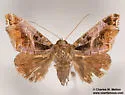 Calyptis cf-idonea - Hodges#8644.5 - photo 2