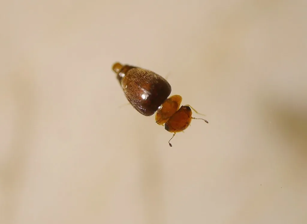Calyptomerus dubius - photo 2