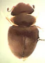 Calyptomerus oblongulus