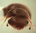 Calyptomerus oblongulus - photo 2
