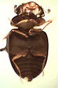 Calyptomerus oblongulus - photo 3