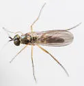 Calyxochaetus frontalis
