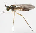 Calyxochaetus frontalis - photo 2