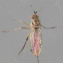 Calyxochaetus nodatus - photo 2