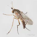 Calyxochaetus nodatus - photo 3