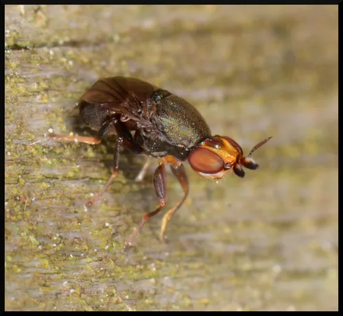 Camarota curvipennis