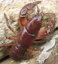 Cambarus asperimanus