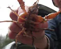 Cambarus asperimanus - photo 2