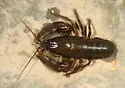 Cambarus bartonii