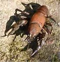 Cambarus bartonii - photo 2