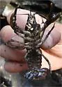 Cambarus bartonii - photo 3