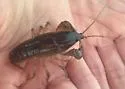Cambarus bartonii - photo 4