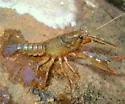 Devil Crayfish