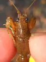 Devil Crayfish - photo 2