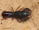 Devil Crayfish - photo 3