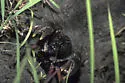 Devil Crayfish - photo 4