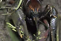 Devil Crayfish - photo 5