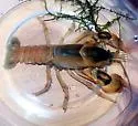 Cambarus dubius