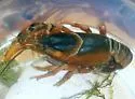 Cambarus dubius - photo 2