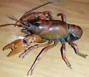 Cambarus dubius - photo 3