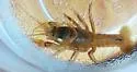 Cambarus dubius - photo 4