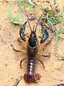 Cambarus polychromatus