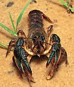 Cambarus polychromatus - photo 2