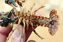 Cambarus polychromatus - photo 3